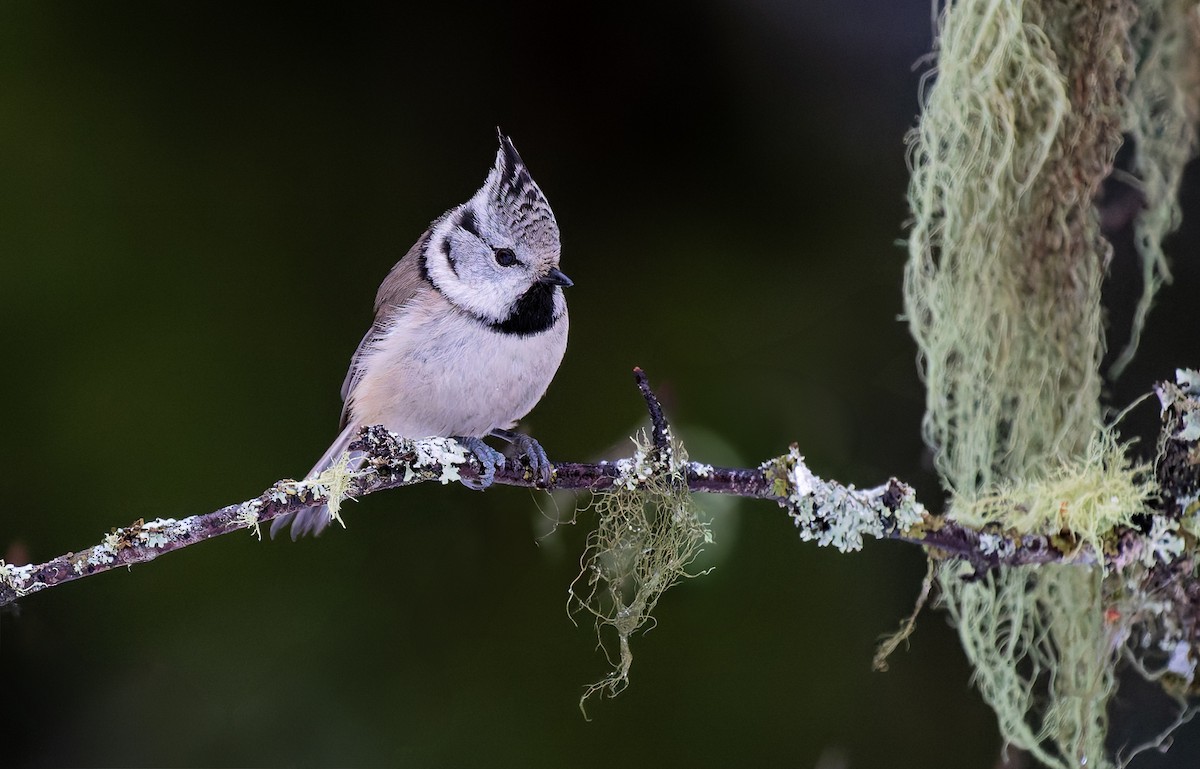 Crested Tit - ML627999854