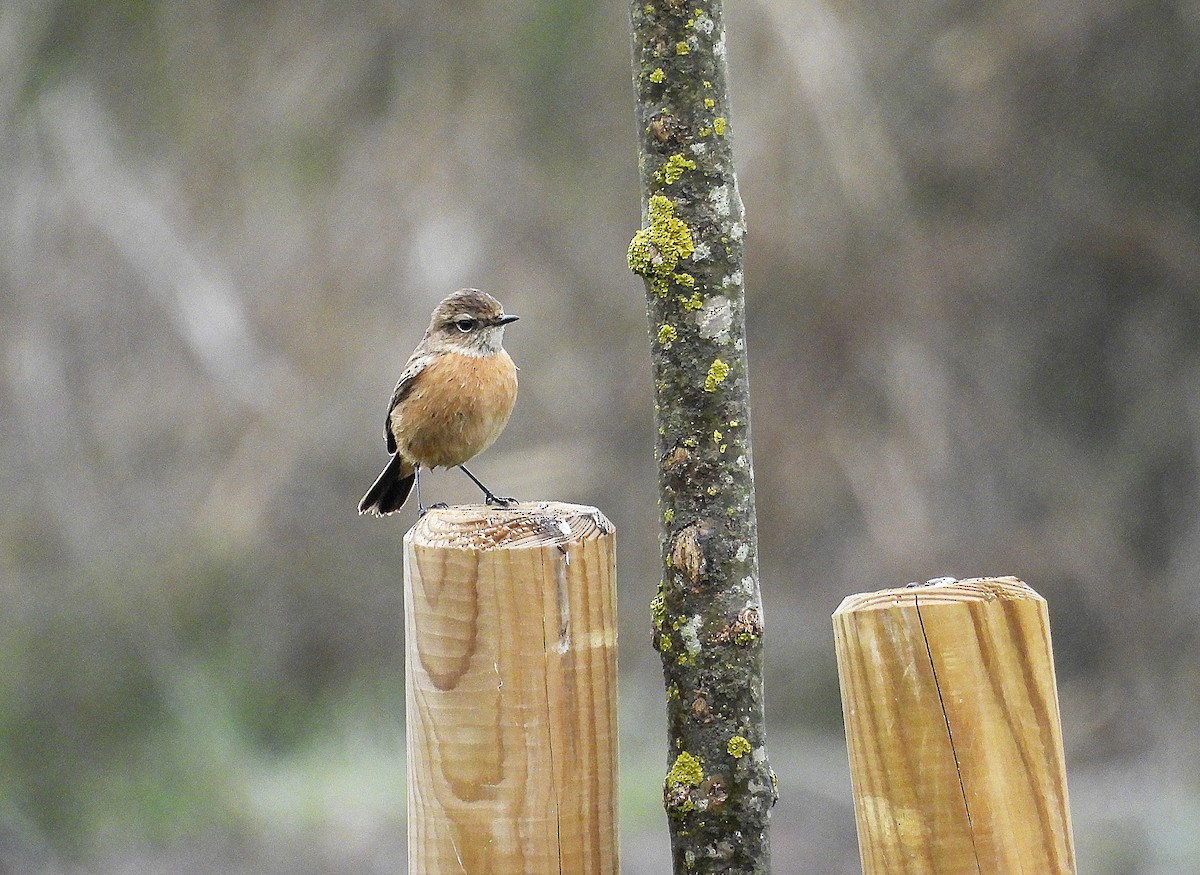 European Stonechat - ML627999880