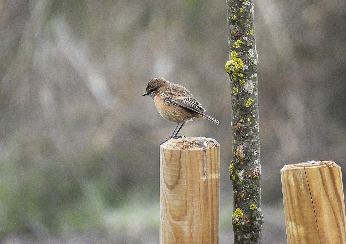 European Stonechat - ML627999882