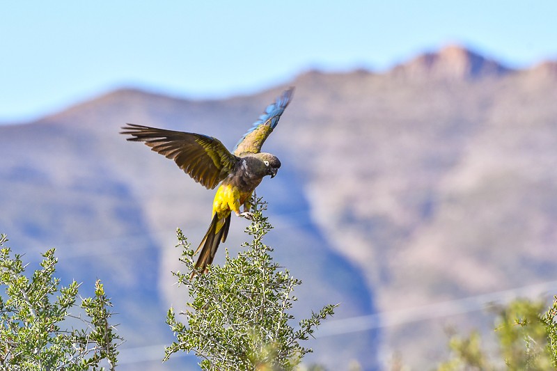 Conure de Patagonie - ML627999938