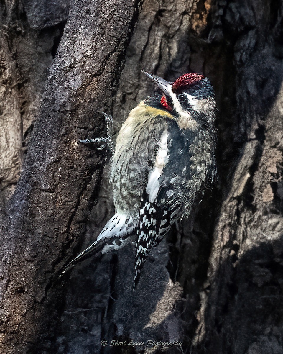 Yellow-bellied Sapsucker - ML628000009