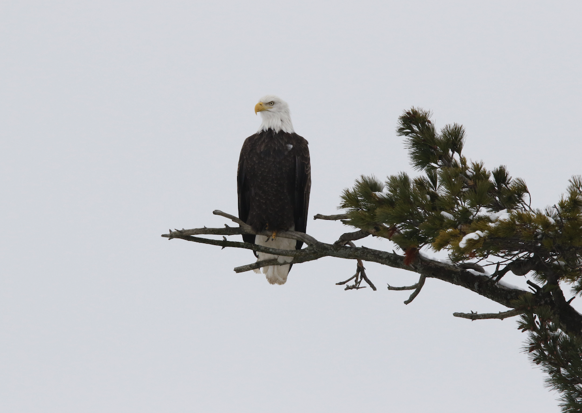 Bald Eagle - ML628000108