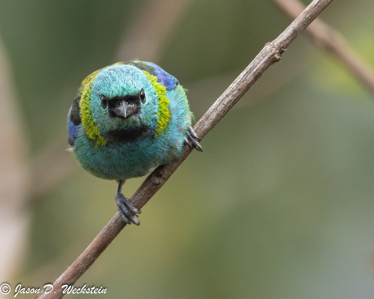 Green-headed Tanager - ML628000114