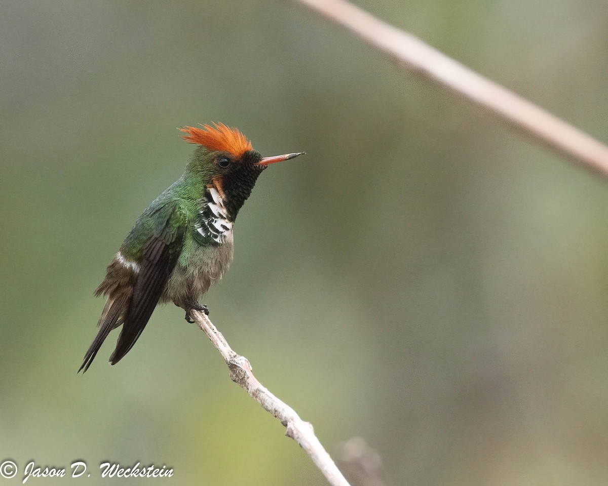 Frilled Coquette - ML628000124