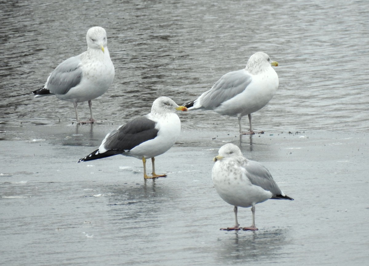 Lesser Black-backed Gull - ML628000160