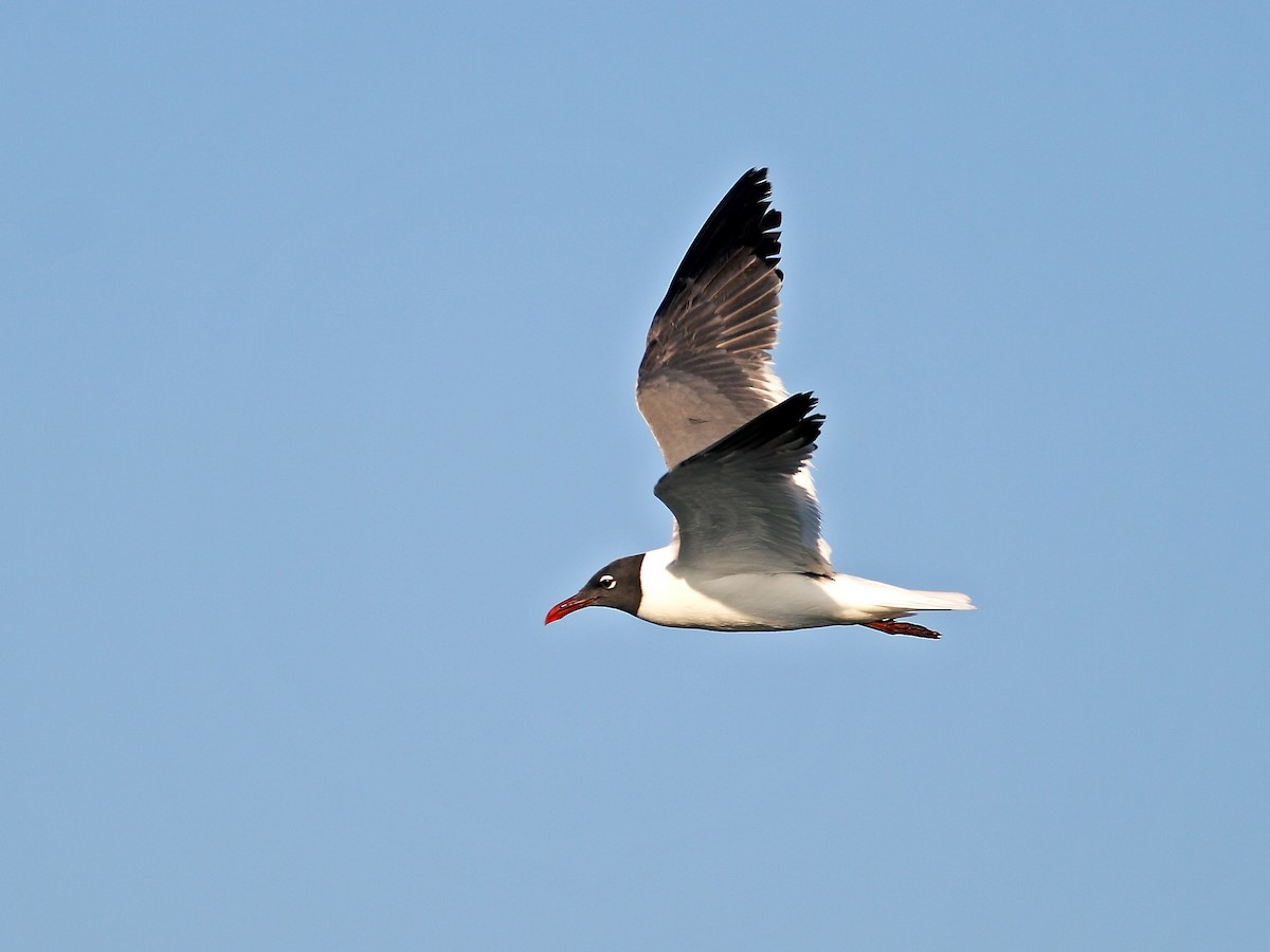 Laughing Gull - ML628000189