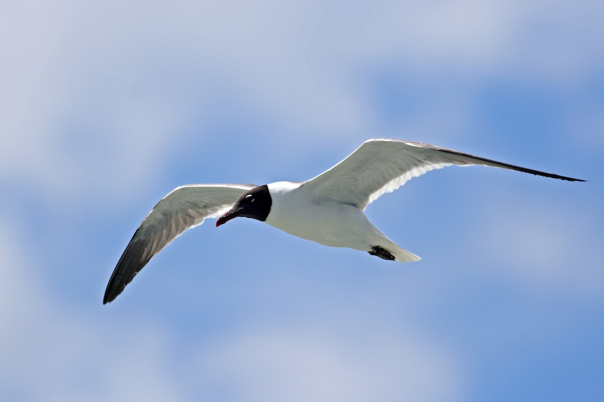 Laughing Gull - ML628000190