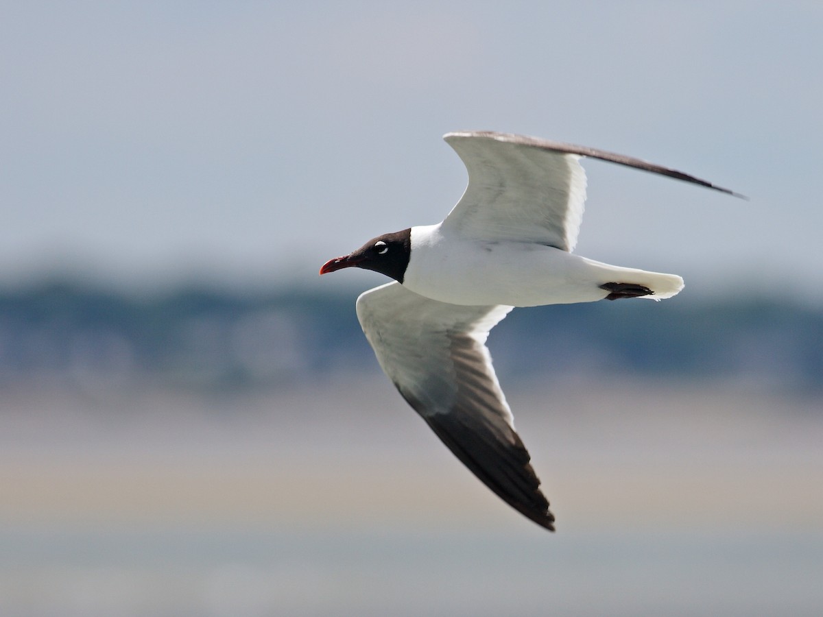 Laughing Gull - ML628000191