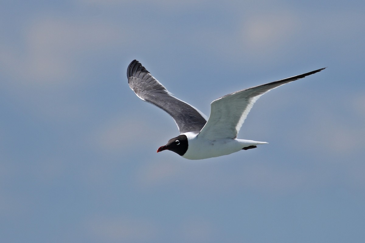 Laughing Gull - ML628000192