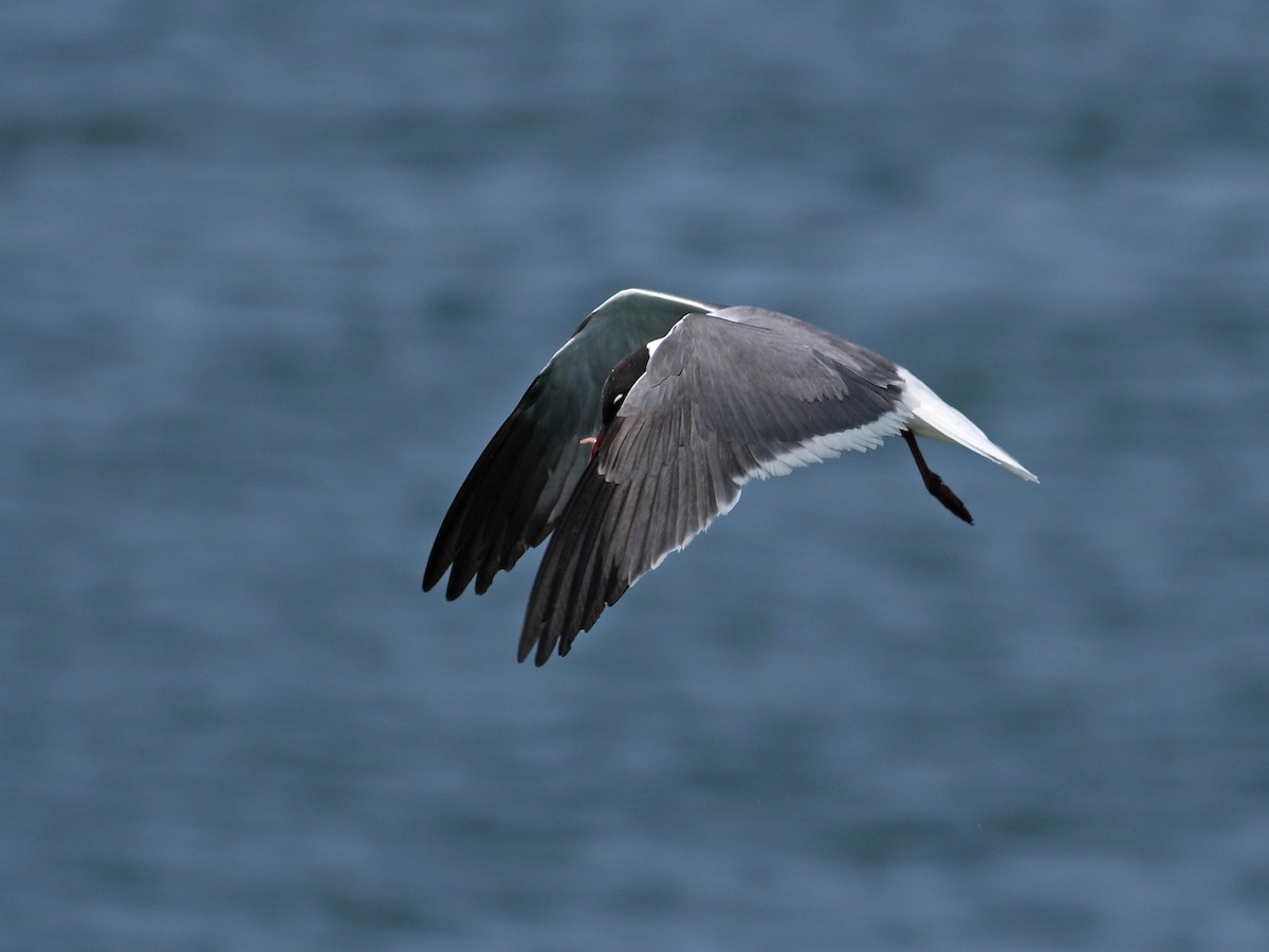 Laughing Gull - ML628000194