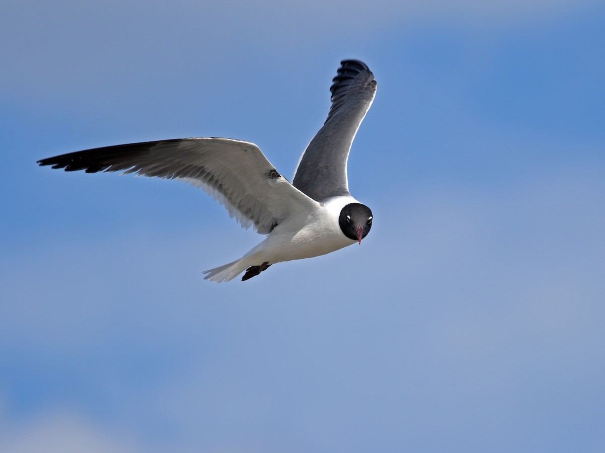 Laughing Gull - ML628000197