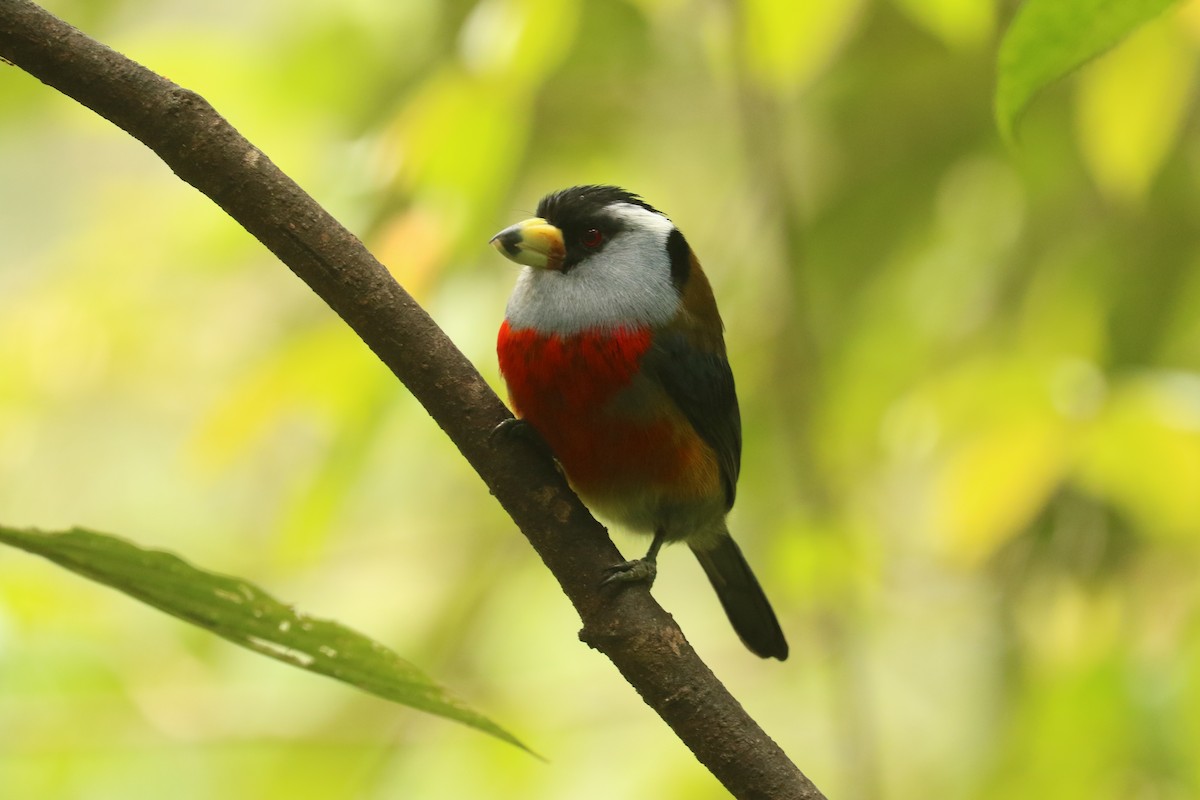 Toucan Barbet - ML628000201