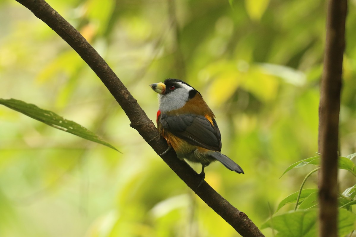 Toucan Barbet - ML628000202