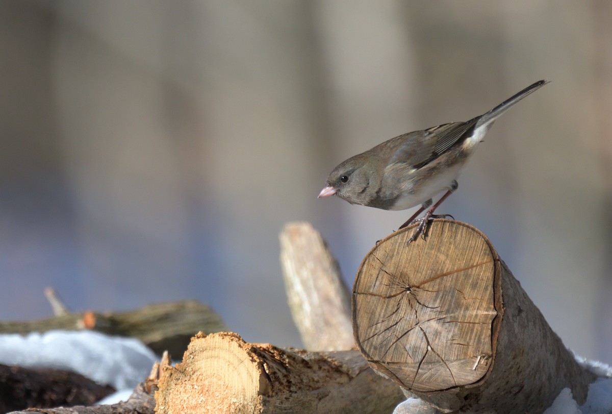 Dark-eyed Junco (Slate-colored) - ML628000207