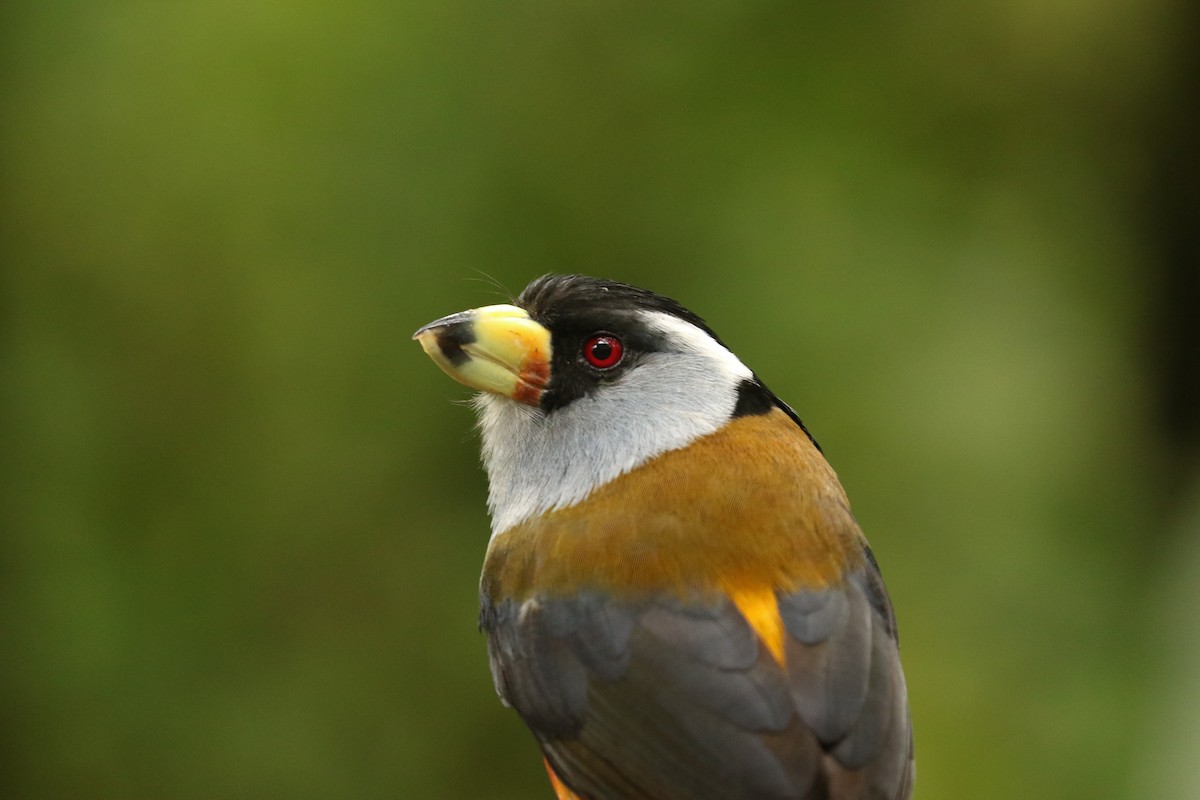 Toucan Barbet - ML628000211