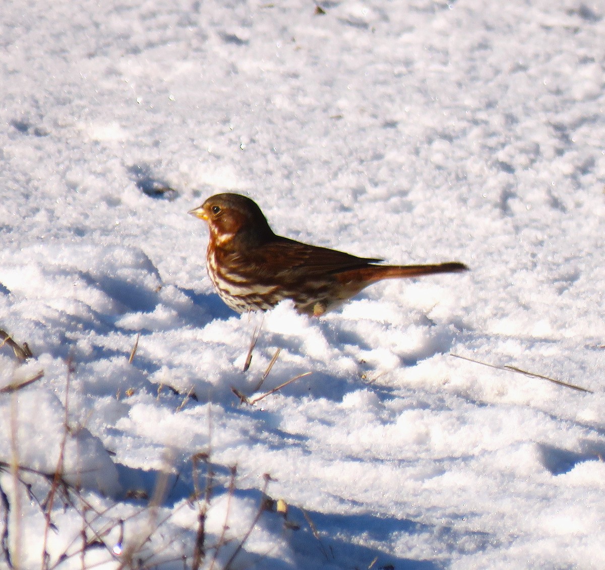 Fox Sparrow (Red) - ML628000245