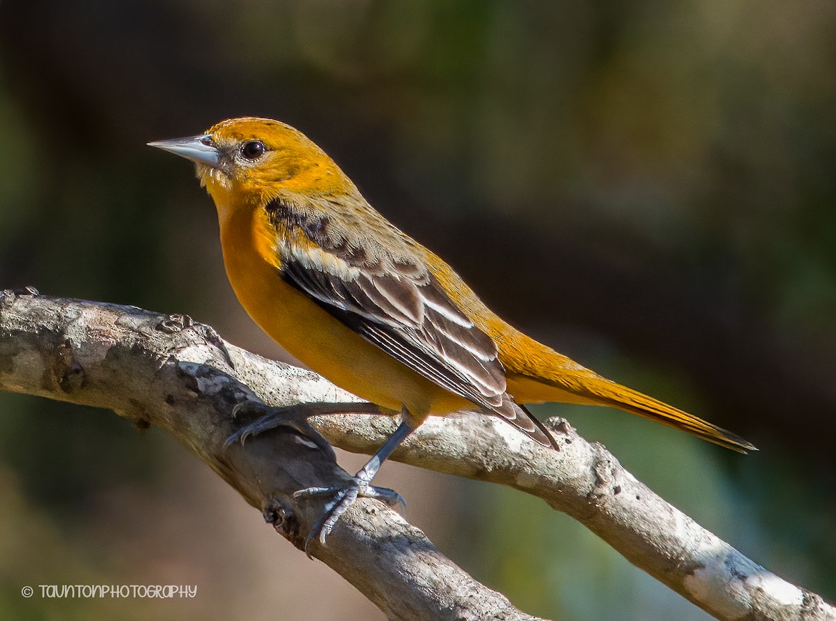 Baltimore Oriole - ML628000296