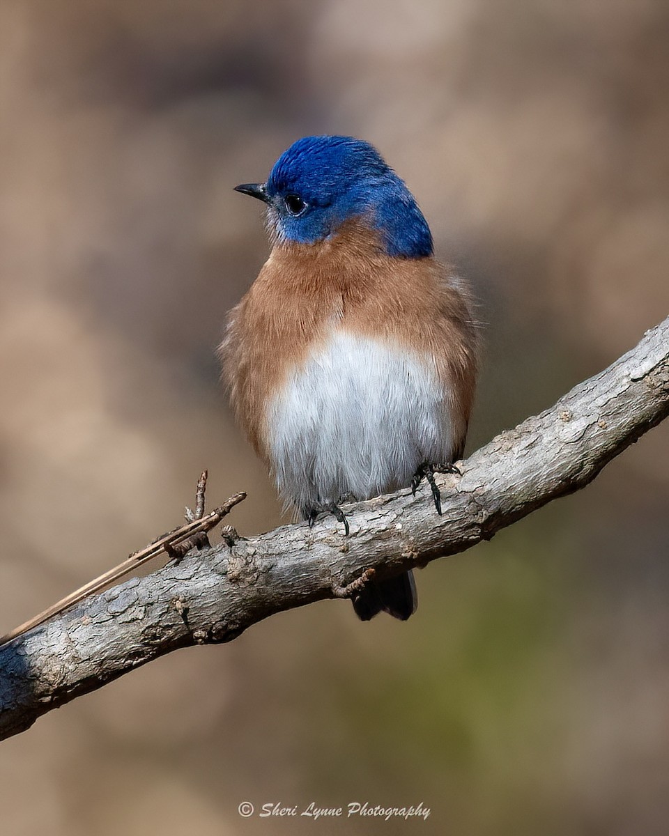 Eastern Bluebird - ML628000457