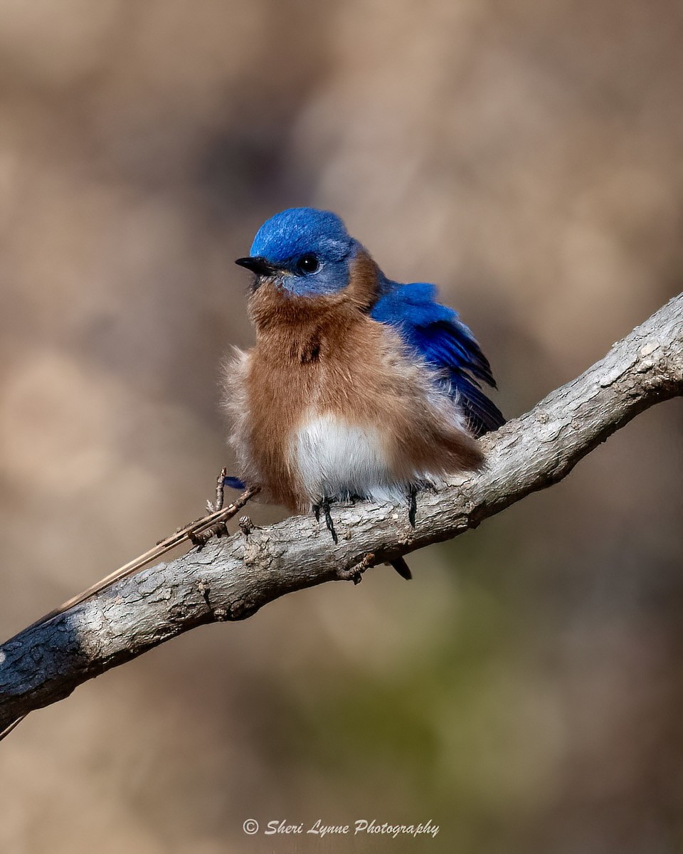 Eastern Bluebird - ML628000458