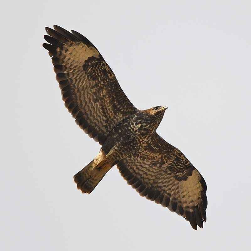 Common Buzzard - ML628000504