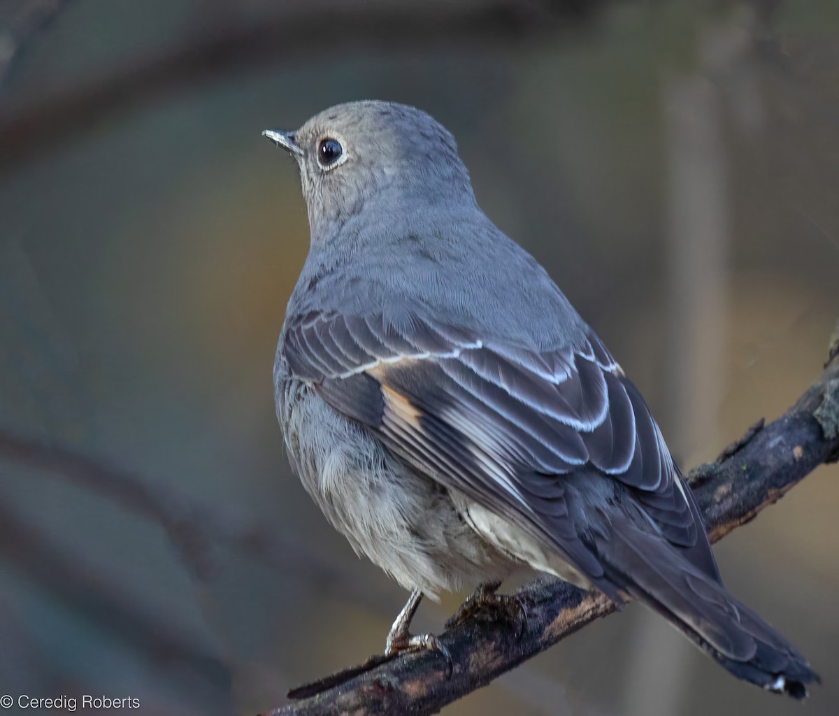 Townsend's Solitaire - ML628000582