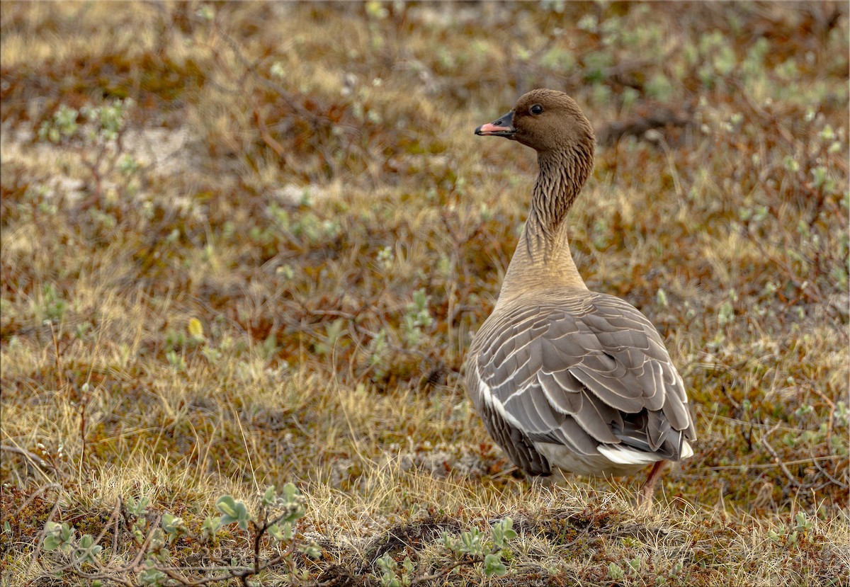 Pink-footed Goose - ML628000639