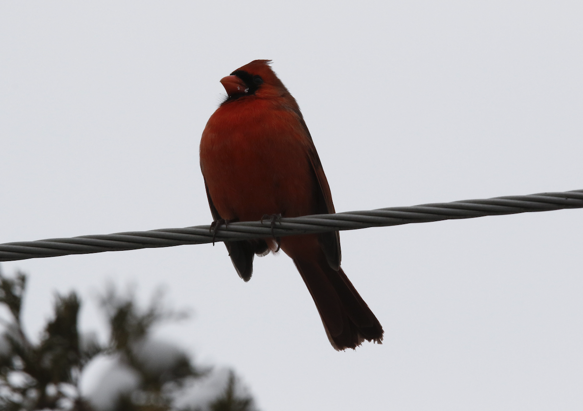 Northern Cardinal - ML628000660