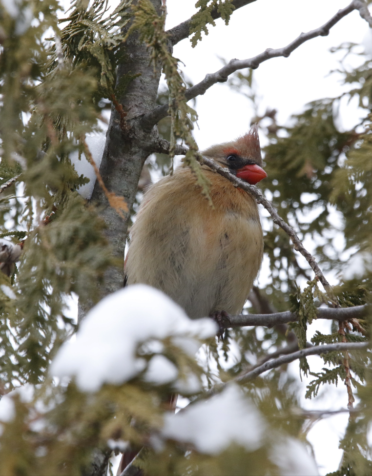 Northern Cardinal - ML628000678