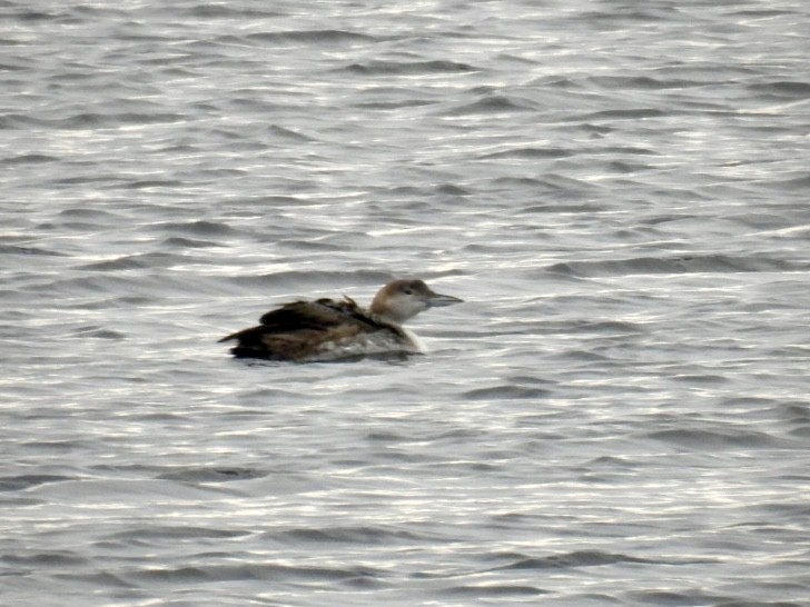 Common Loon - ML628000681