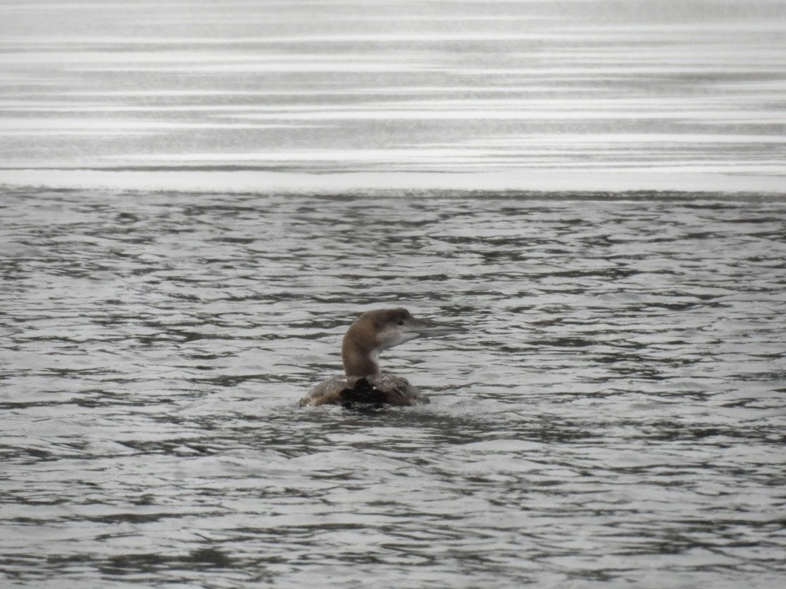 Common Loon - ML628000682