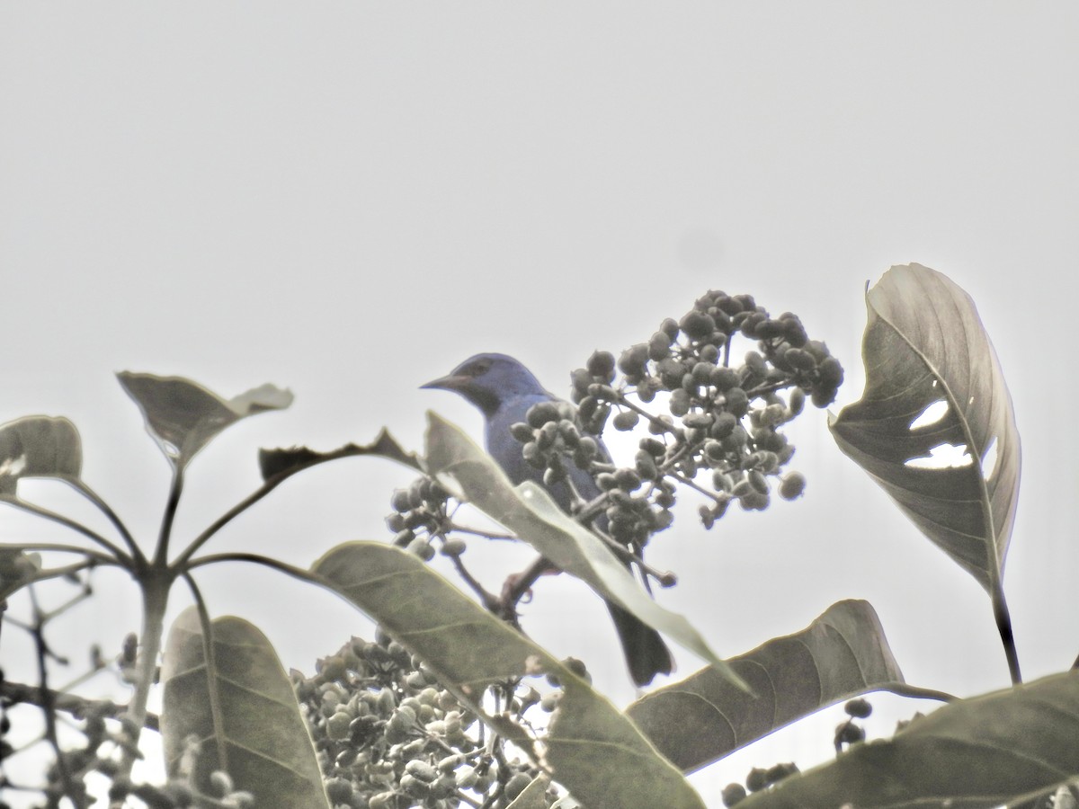 Blue Dacnis - ML628000766