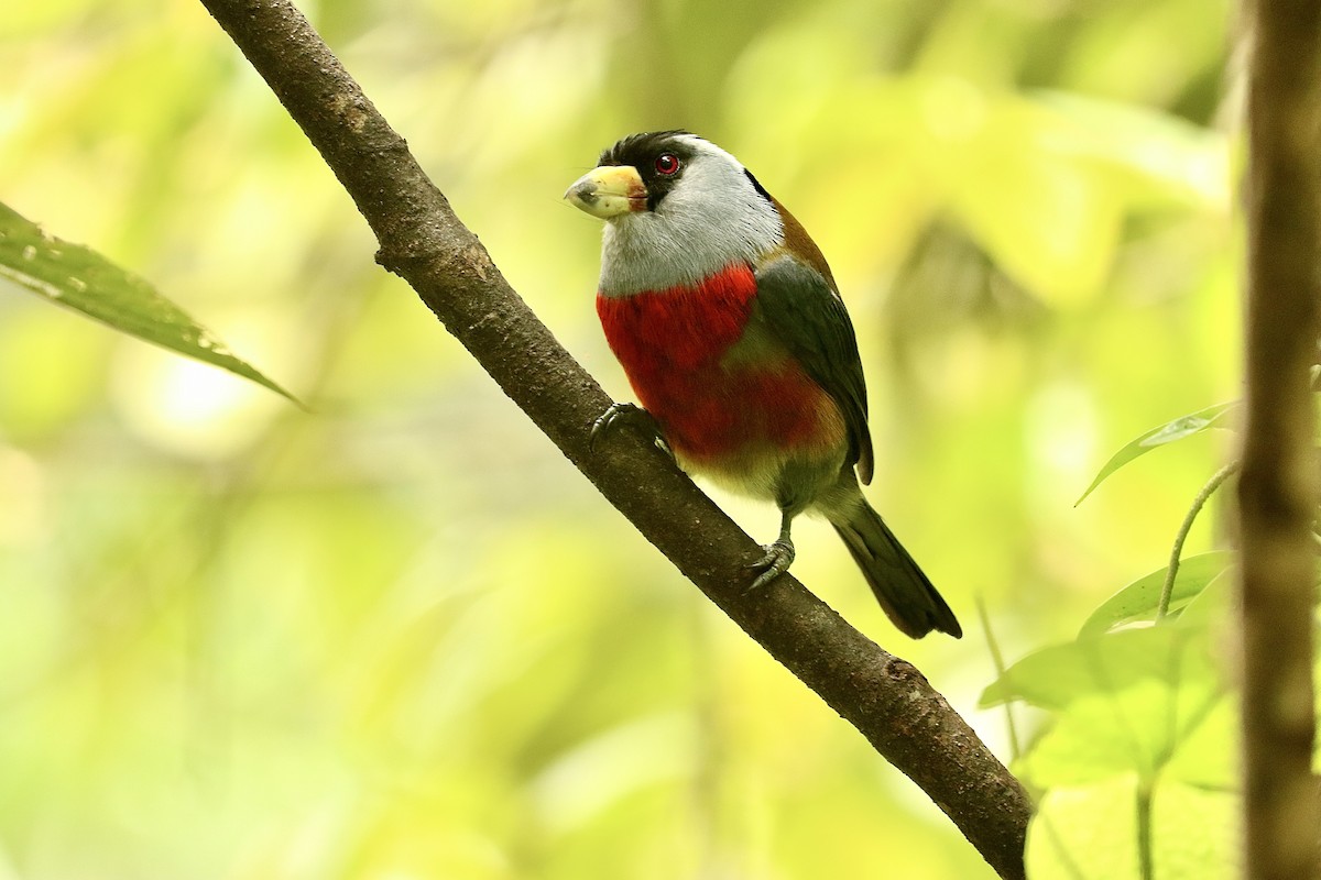 Toucan Barbet - ML628000777