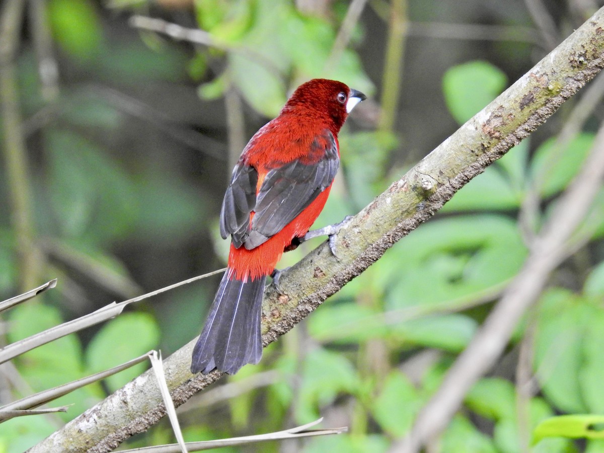 Crimson-backed Tanager - ML628000778