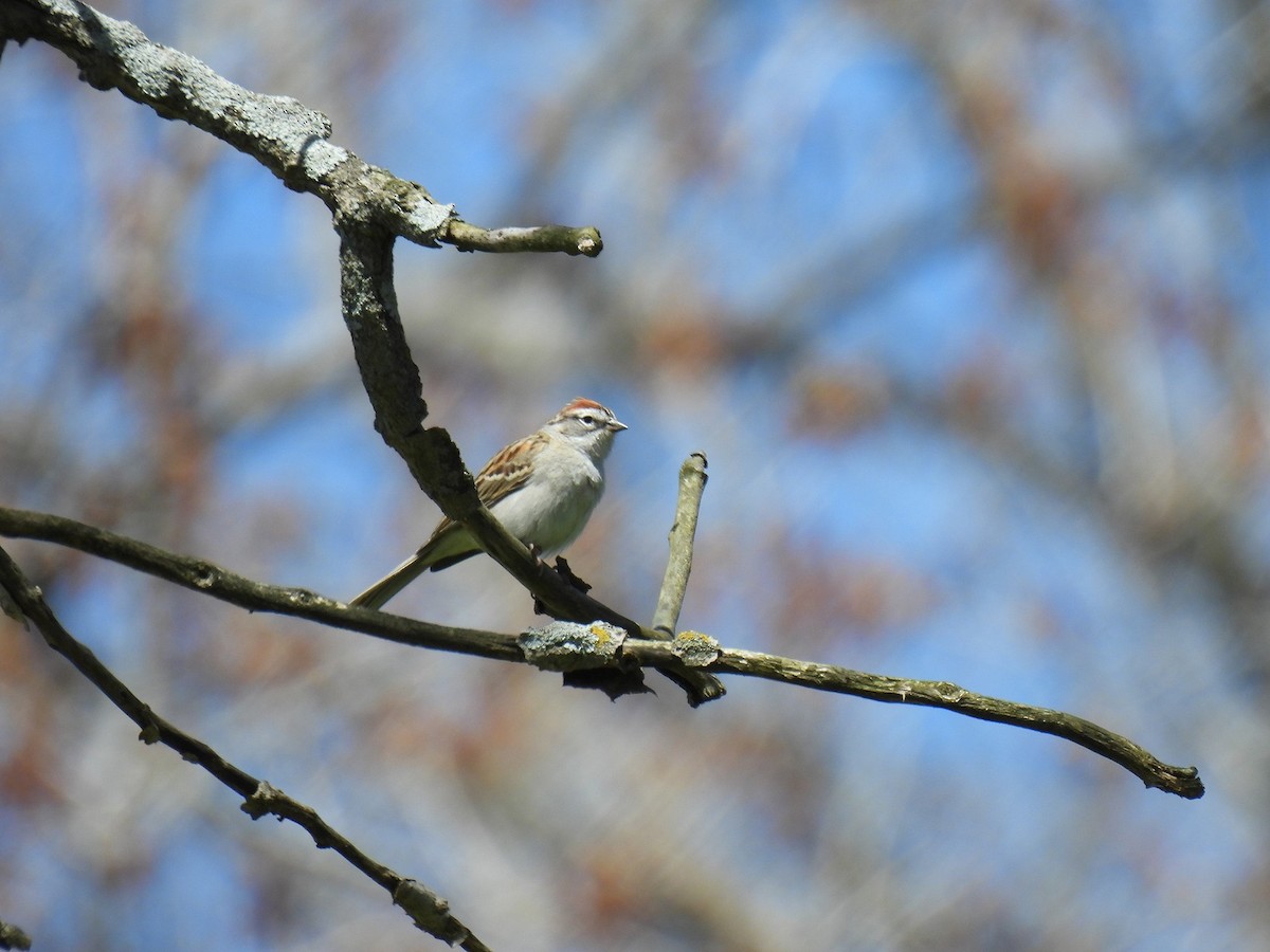 Chipping Sparrow - ML628000800