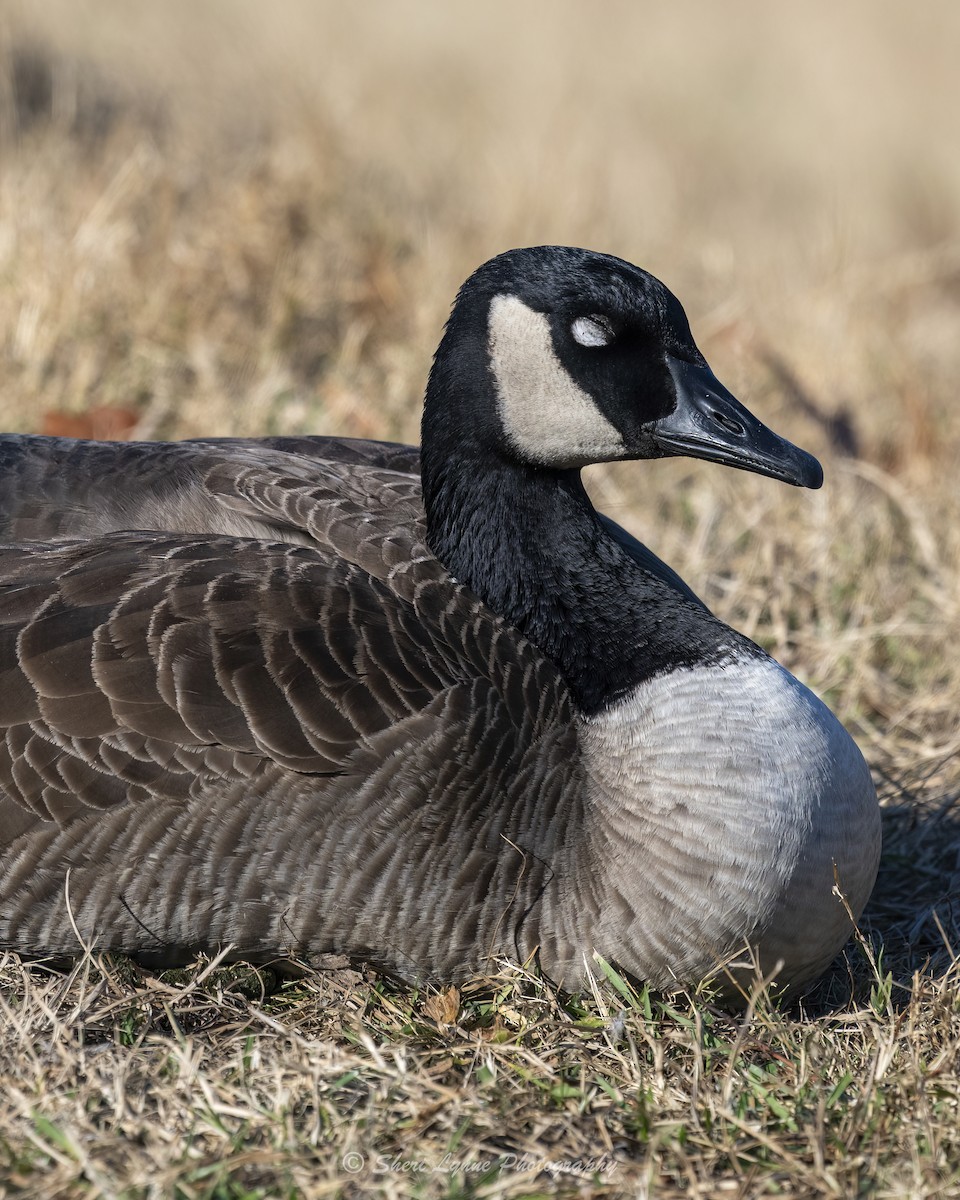 Canada Goose - ML628000804