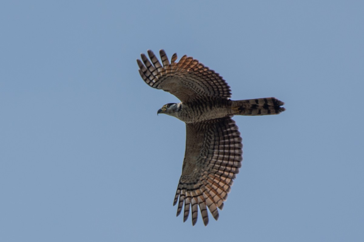 Hook-billed Kite - ML628000845