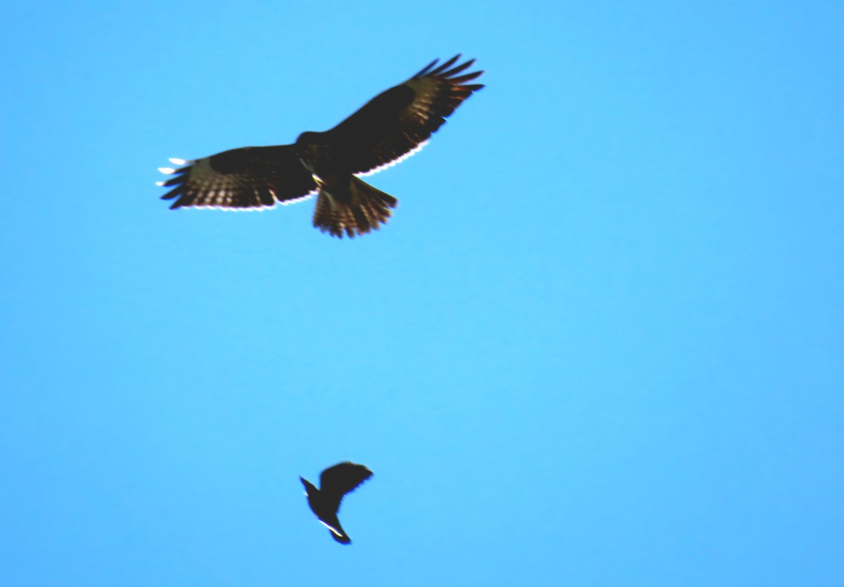 Common Buzzard - ML628000868