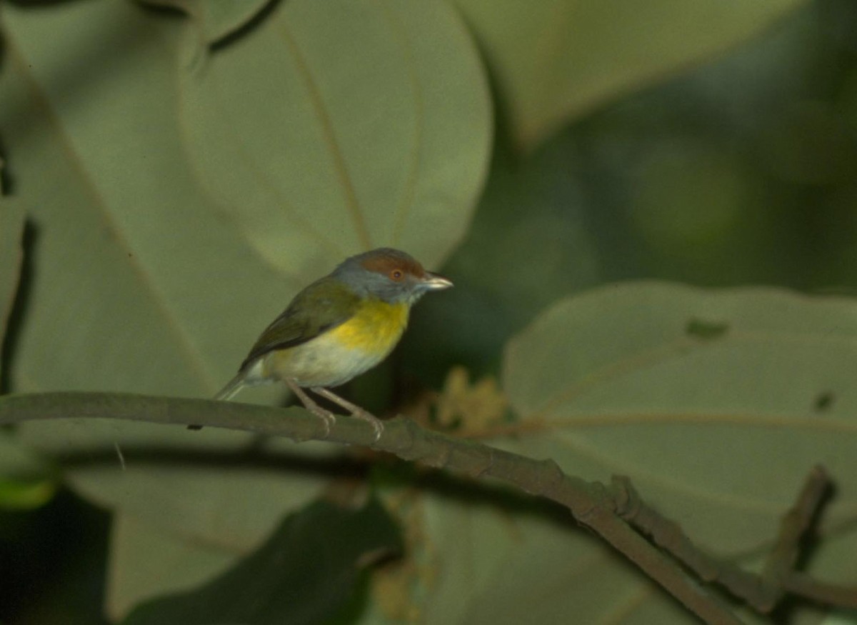 Rufous-browed Peppershrike - ML628000944