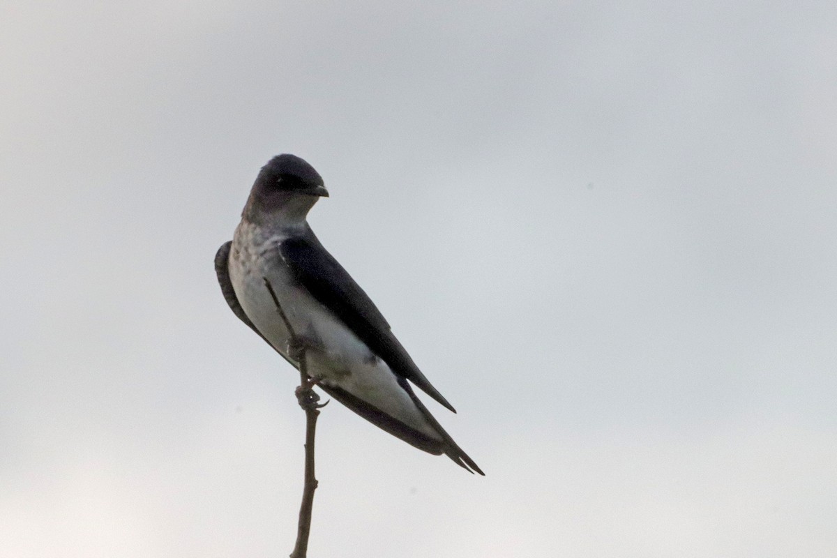 Gray-breasted Martin - ML628000945