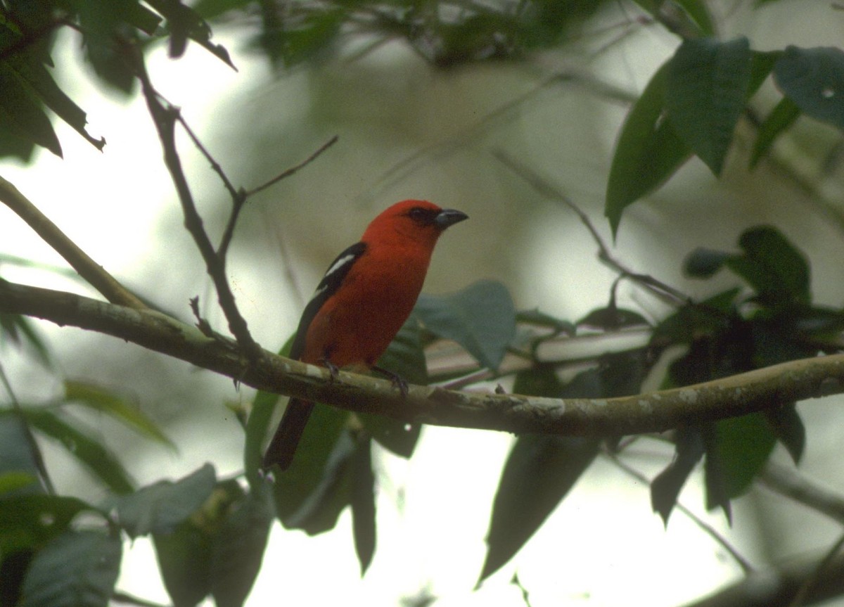 White-winged Tanager - ML628000952