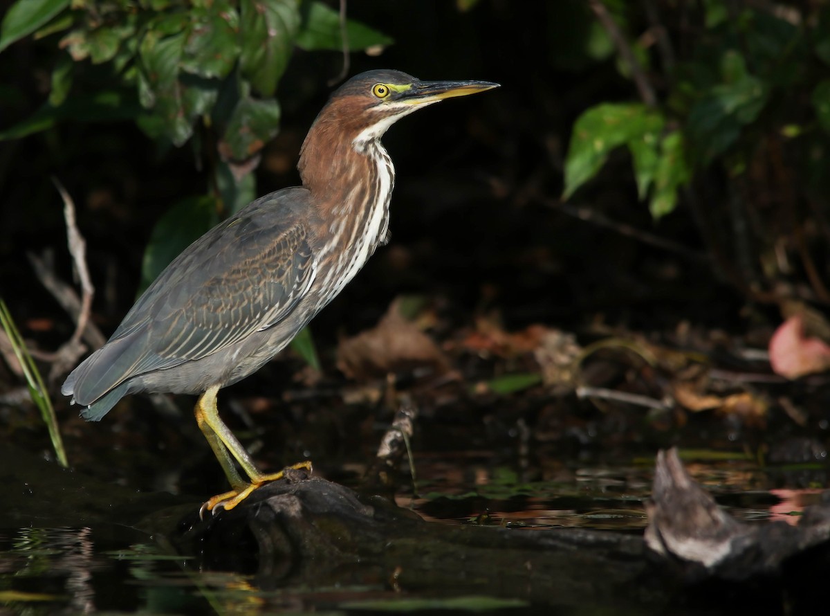 Green Heron - ML628001320