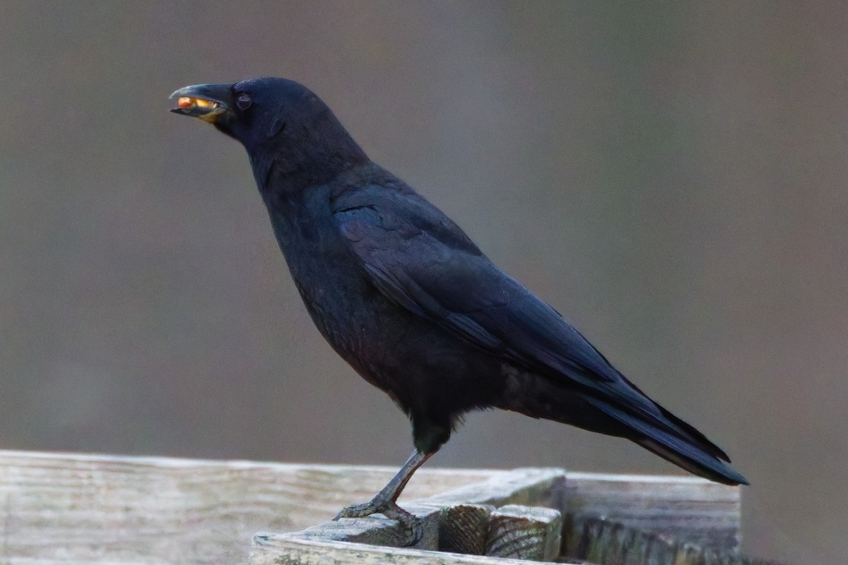 American Crow - ML628001357