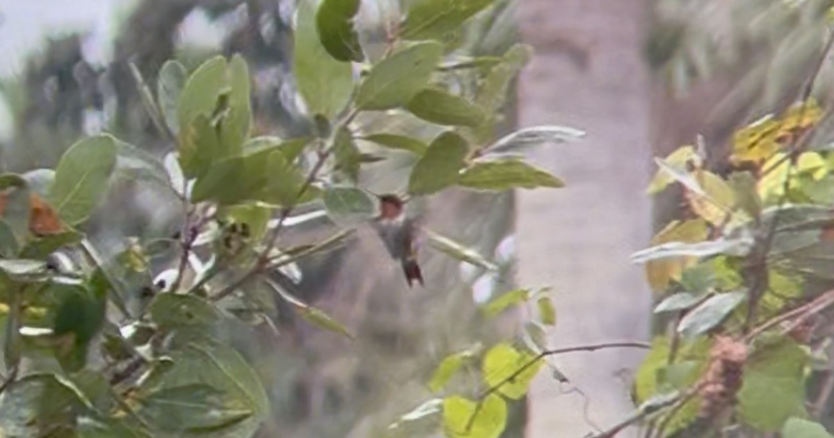 Ruby-throated Hummingbird - ML628001367