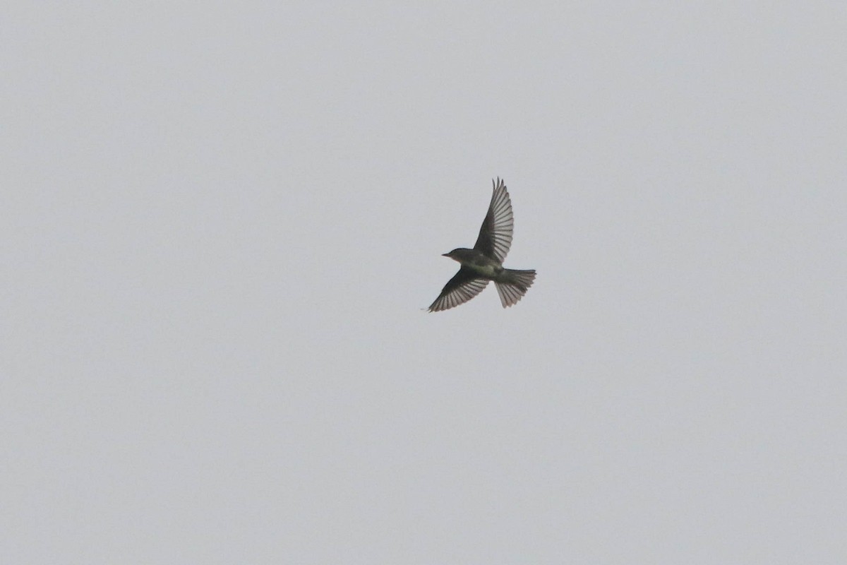 Boreal Sinekkapan - ML628001431