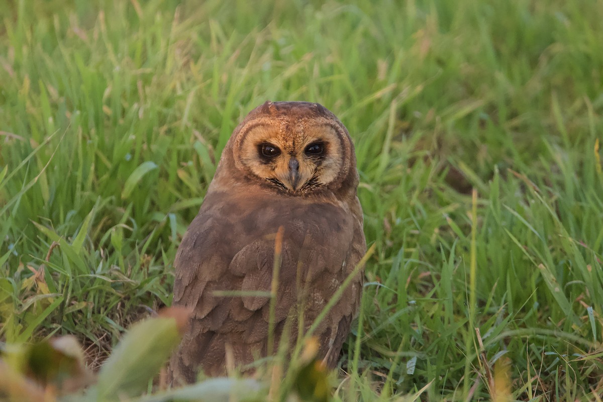 Hibou du Cap - ML628001464