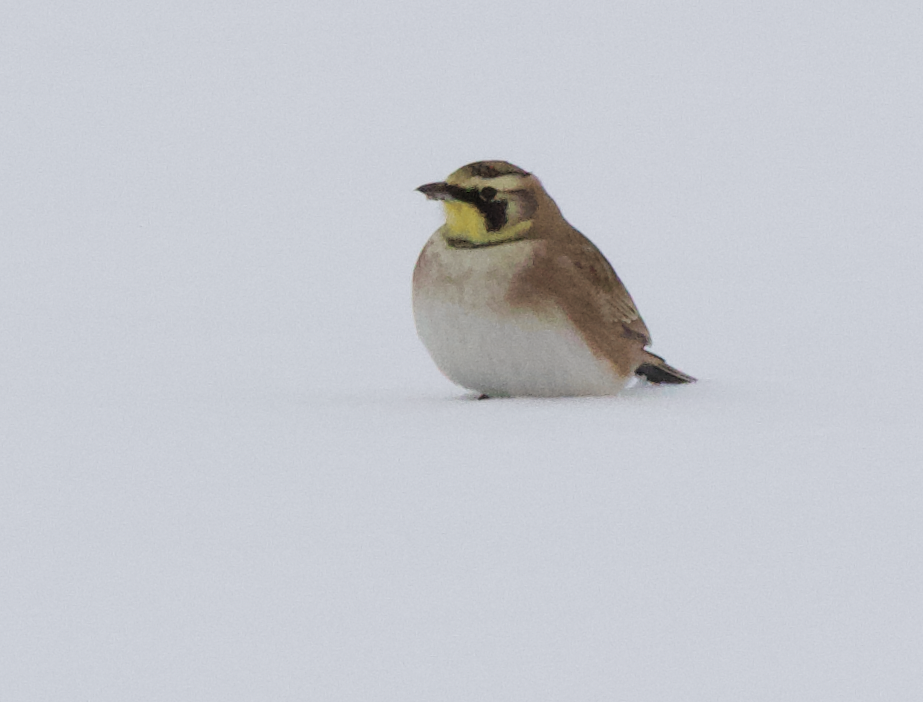 Horned Lark - ML628001504