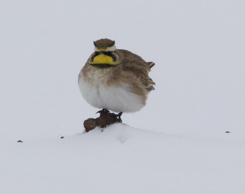 Horned Lark - ML628001545