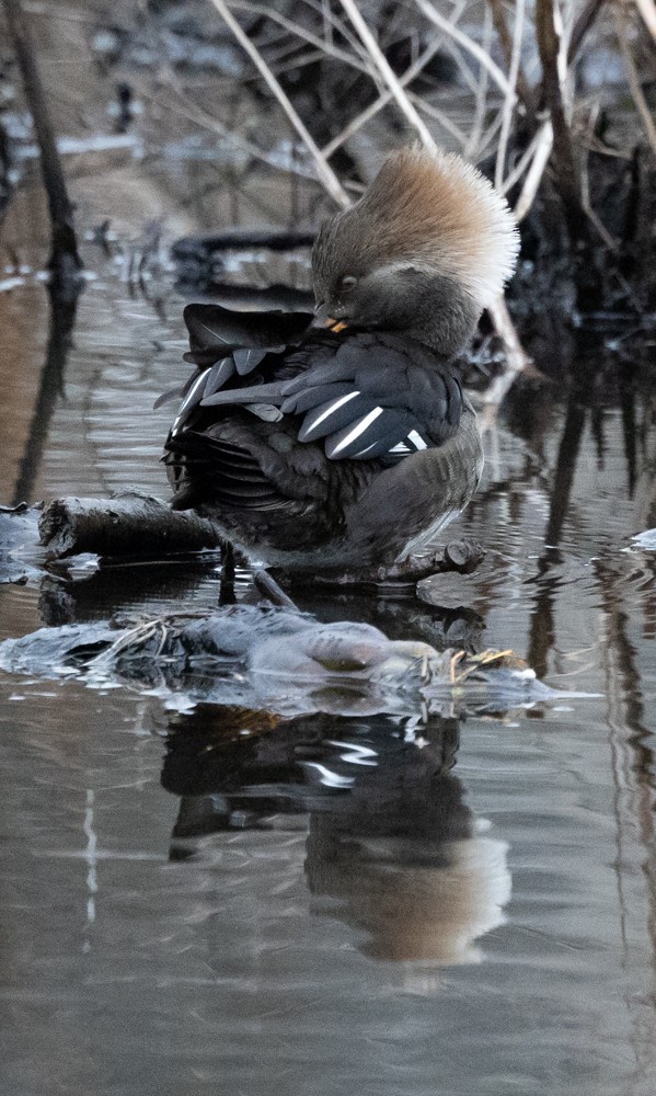 Smergo dal cappuccio - ML628001641