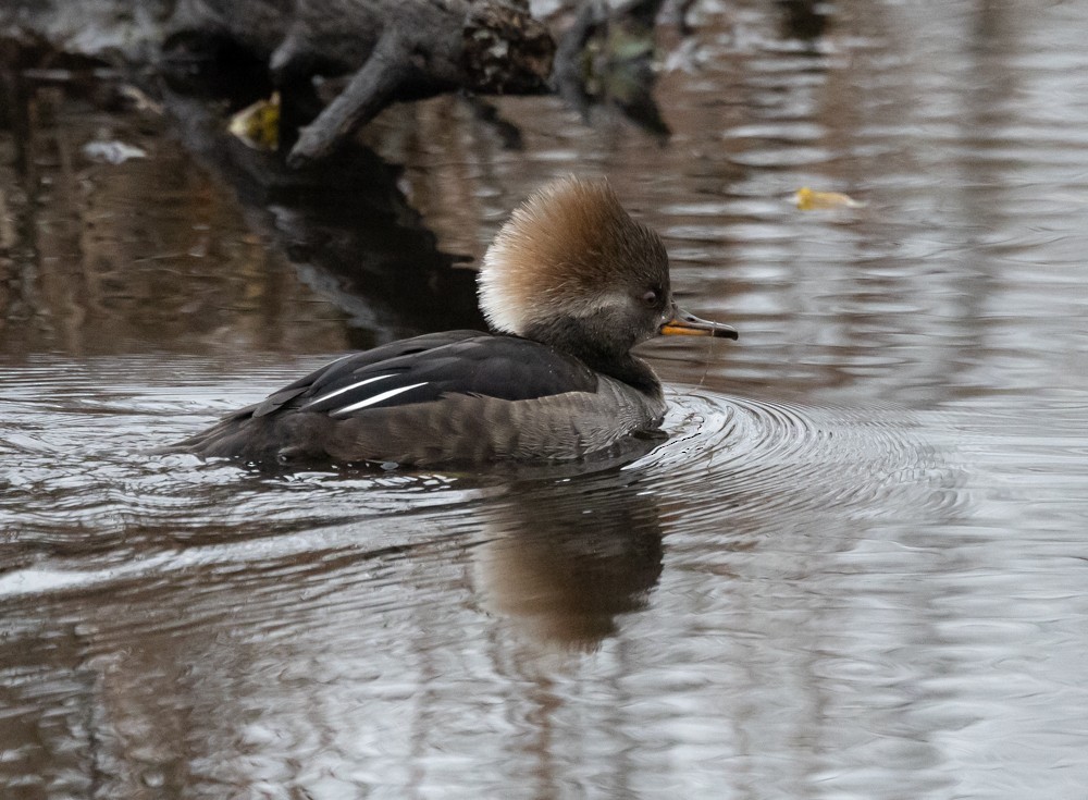 Smergo dal cappuccio - ML628001642