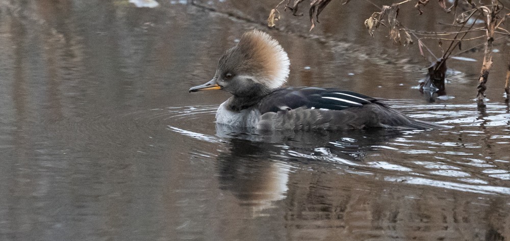 Smergo dal cappuccio - ML628001643